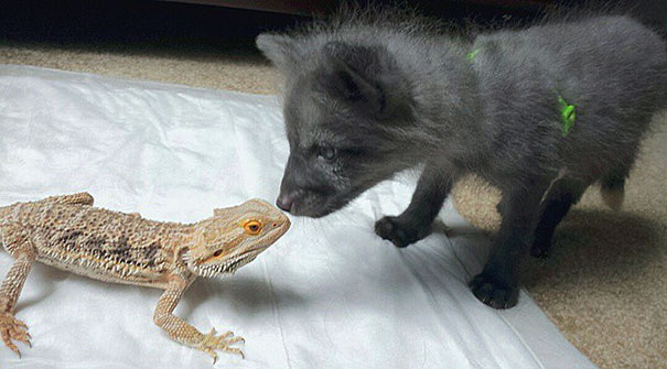 My Two Cute Troublemakers Odin And Frigga