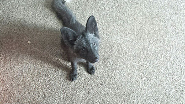 My Two Cute Troublemakers Odin And Frigga