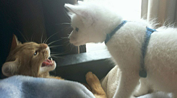 My Two Cute Troublemakers Odin And Frigga