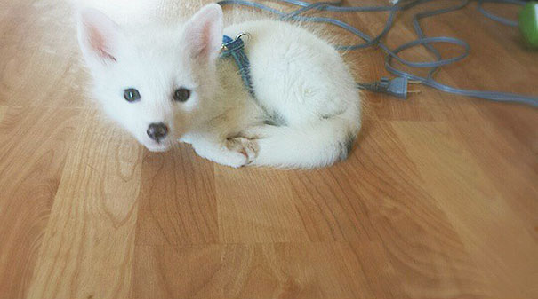 My Two Cute Troublemakers Odin And Frigga