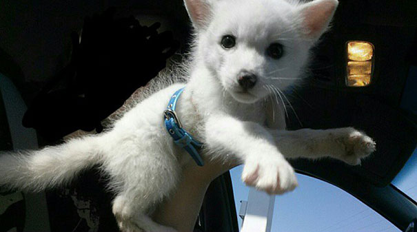 My Two Cute Troublemakers Odin And Frigga