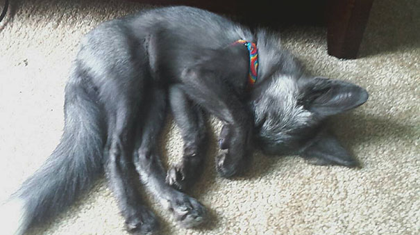 My Two Cute Troublemakers Odin And Frigga