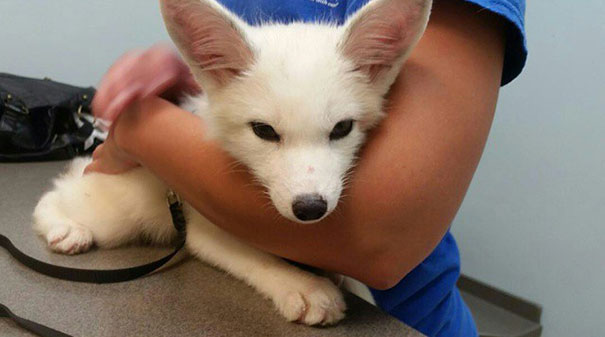 My Two Cute Troublemakers Odin And Frigga