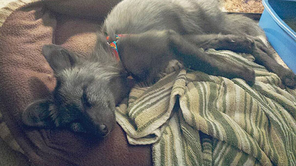 My Two Cute Troublemakers Odin And Frigga