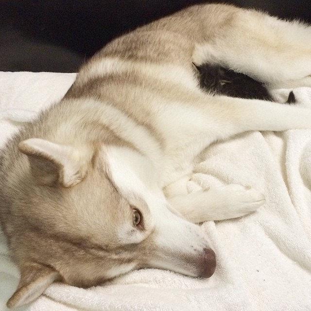 They Thought This Kitten Was Going To Die, But Then She Met A Husky Named Lilo