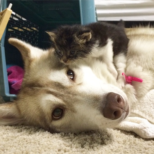 They Thought This Kitten Was Going To Die, But Then She Met A Husky Named Lilo