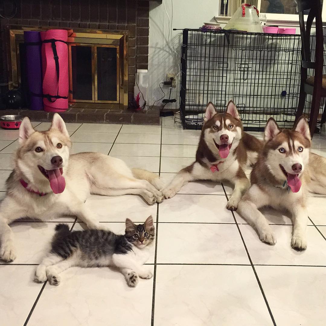 They Thought This Kitten Was Going To Die, But Then She Met A Husky Named Lilo