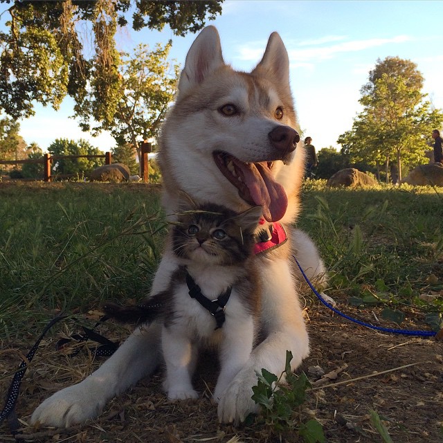 They Thought This Kitten Was Going To Die, But Then She Met A Husky Named Lilo
