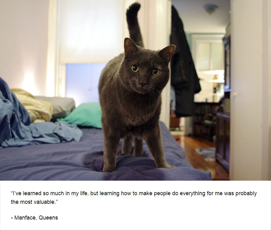 129 Cats&#8217; Deepest Secrets Revealed On Felines Of New York