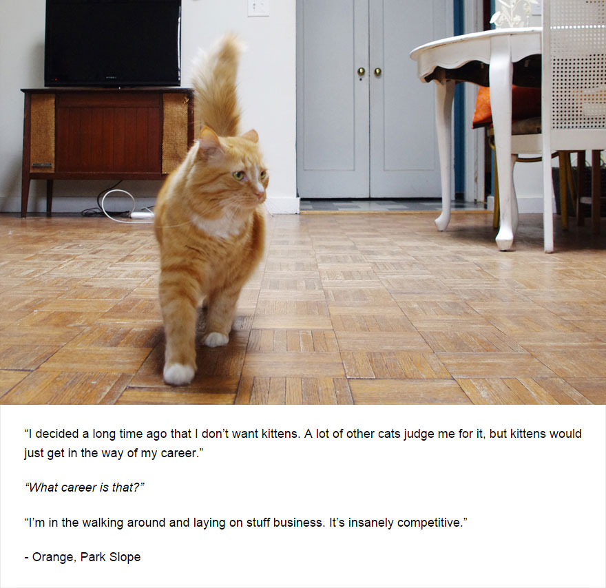 129 Cats&#8217; Deepest Secrets Revealed On Felines Of New York