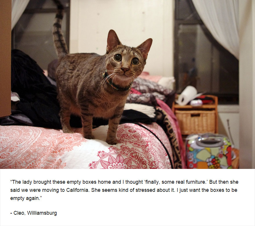 129 Cats&#8217; Deepest Secrets Revealed On Felines Of New York
