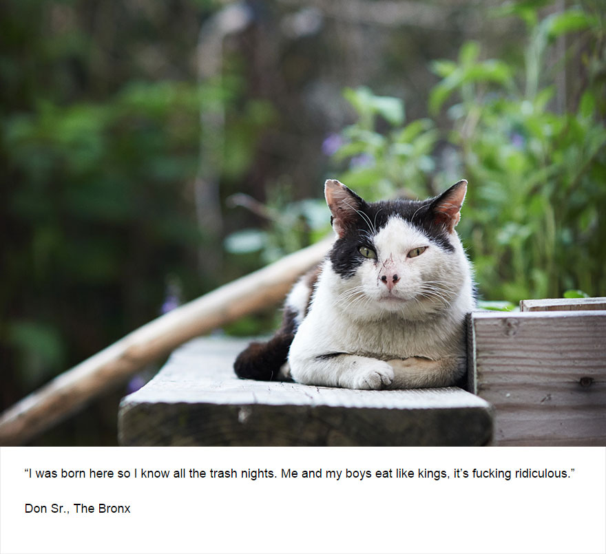 129 Cats&#8217; Deepest Secrets Revealed On Felines Of New York