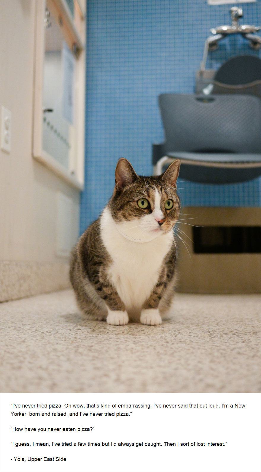 129 Cats&#8217; Deepest Secrets Revealed On Felines Of New York