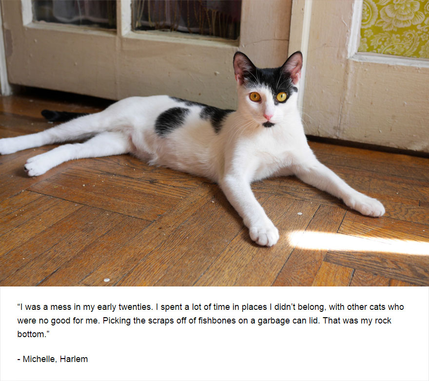 129 Cats&#8217; Deepest Secrets Revealed On Felines Of New York
