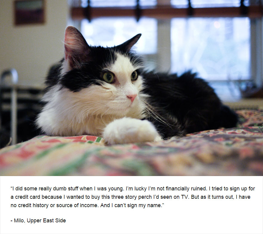 129 Cats&#8217; Deepest Secrets Revealed On Felines Of New York