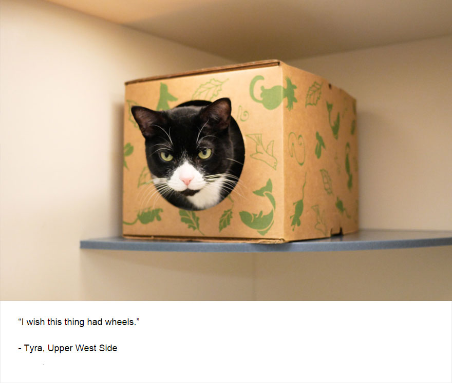 129 Cats&#8217; Deepest Secrets Revealed On Felines Of New York