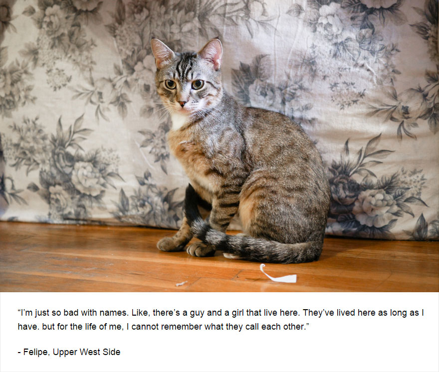 129 Cats&#8217; Deepest Secrets Revealed On Felines Of New York