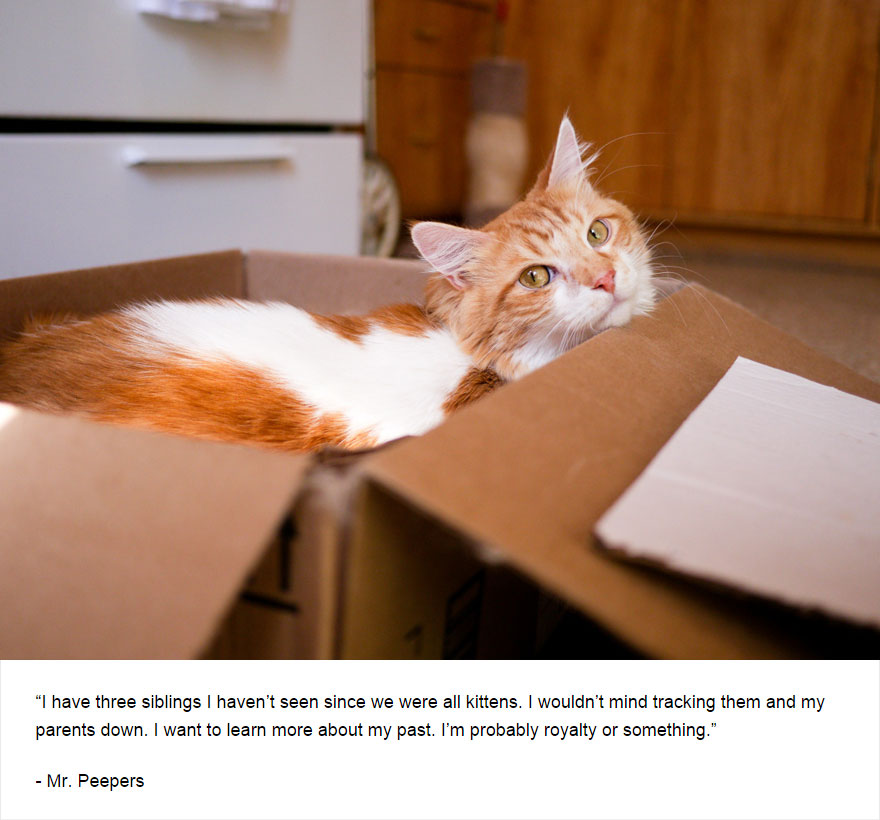 129 Cats&#8217; Deepest Secrets Revealed On Felines Of New York