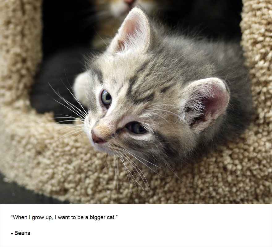 129 Cats&#8217; Deepest Secrets Revealed On Felines Of New York