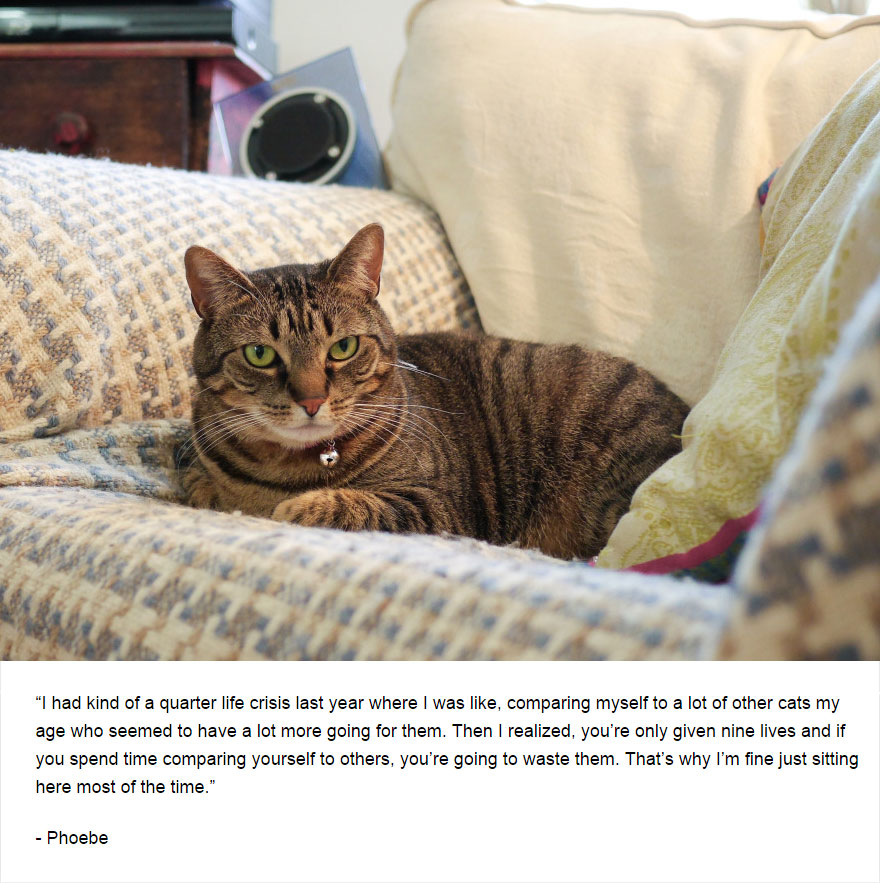 129 Cats&#8217; Deepest Secrets Revealed On Felines Of New York