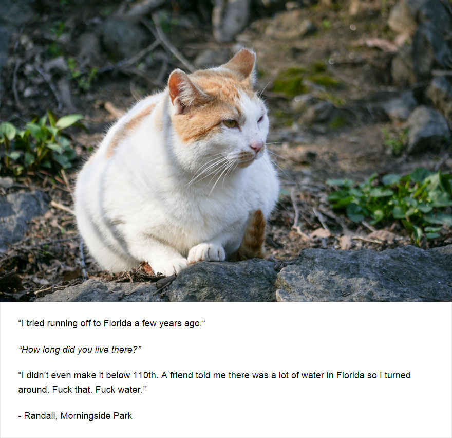 129 Cats&#8217; Deepest Secrets Revealed On Felines Of New York