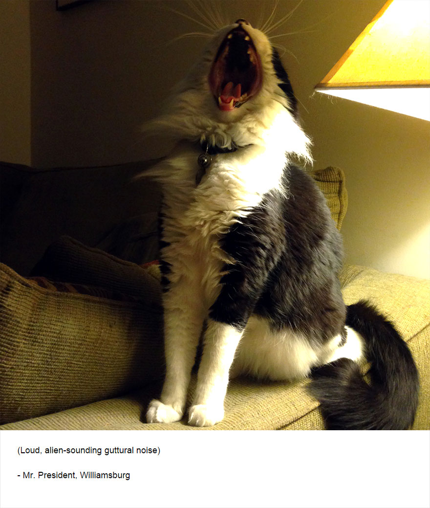 129 Cats&#8217; Deepest Secrets Revealed On Felines Of New York