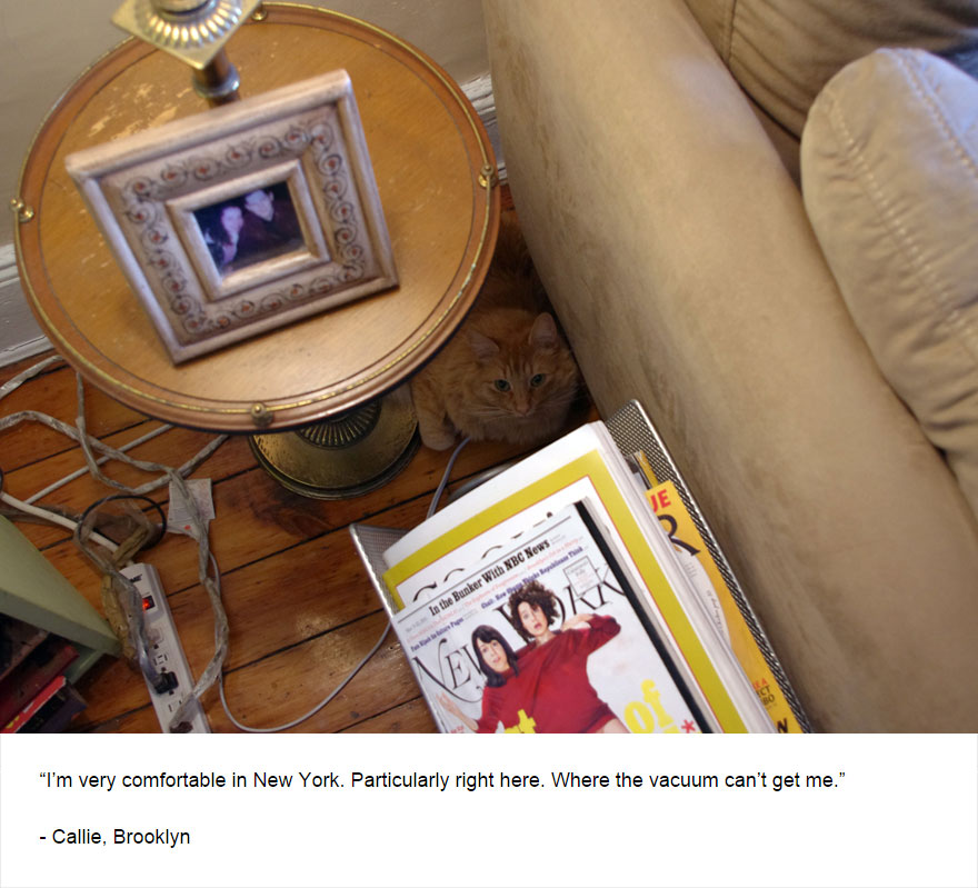 129 Cats&#8217; Deepest Secrets Revealed On Felines Of New York