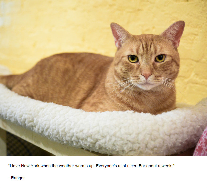 129 Cats&#8217; Deepest Secrets Revealed On Felines Of New York