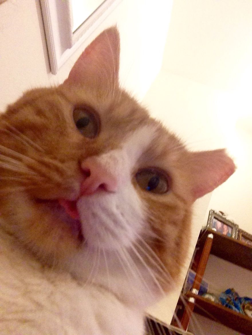 129 Cats&#8217; Deepest Secrets Revealed On Felines Of New York