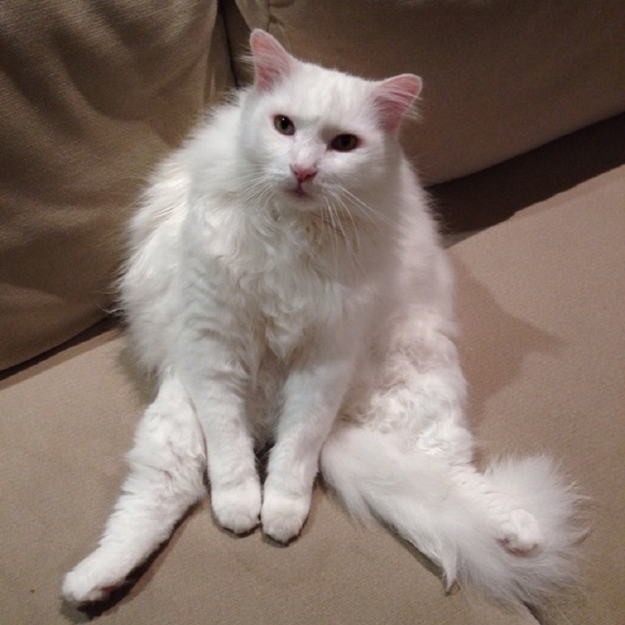 129 Cats&#8217; Deepest Secrets Revealed On Felines Of New York