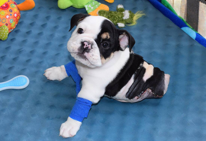 Half A Dog, Twice The Love: Rescued Puppy Born With 2 Legs Needs Your Help Half A Dog, Twice The Love: Rescued Puppy Born With 2 Legs Needs Your Help