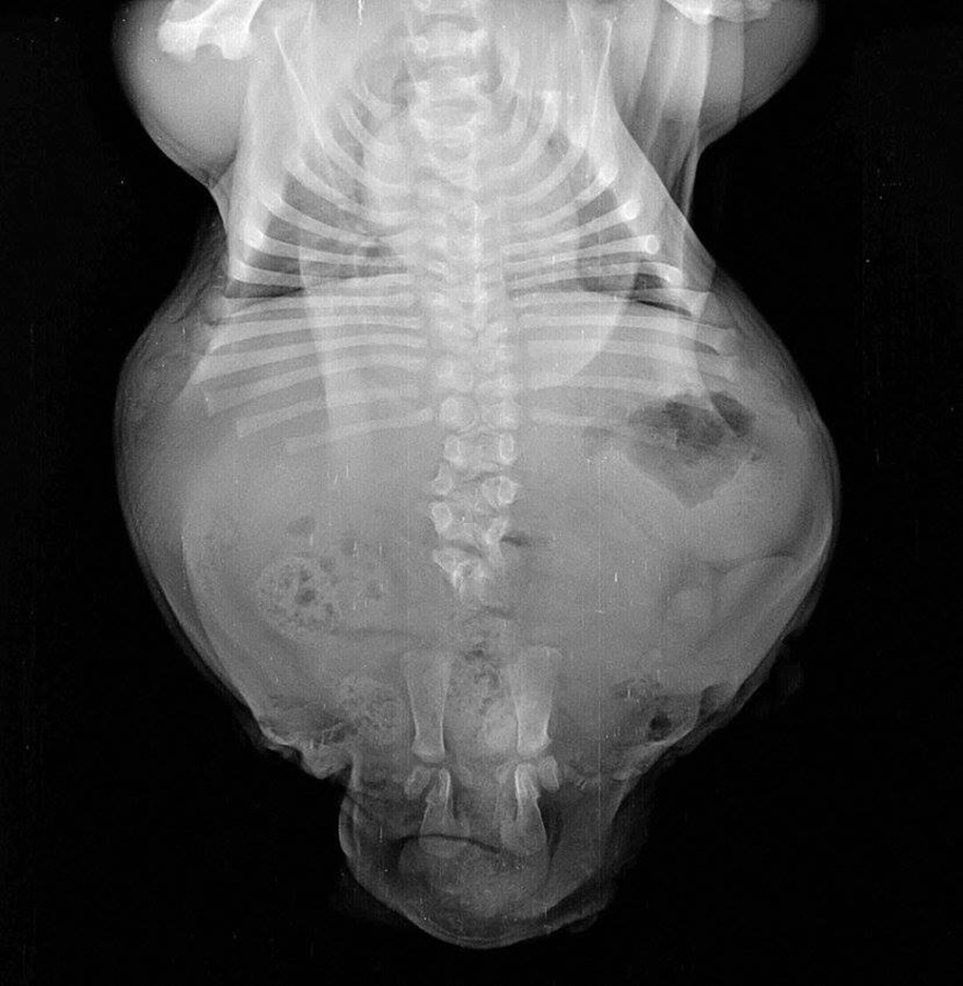 Half A Dog, Twice The Love: Rescued Puppy Born With 2 Legs Needs Your Help Half A Dog, Twice The Love: Rescued Puppy Born With 2 Legs Needs Your Help