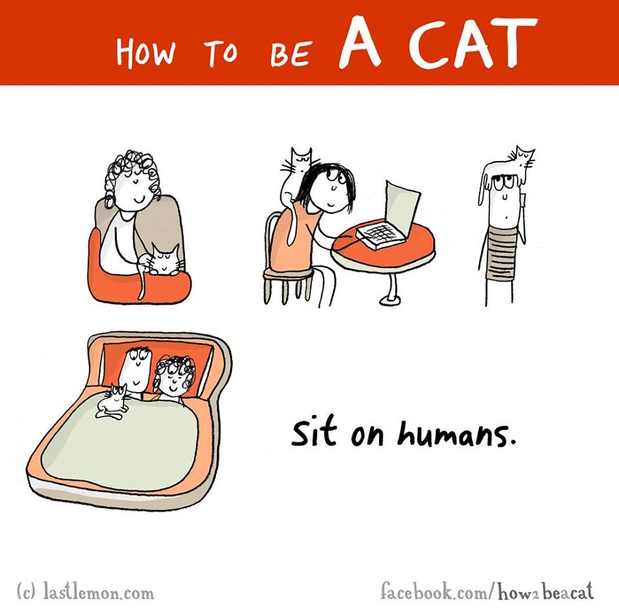How To Be A Cat (97 pics) How To Be A Cat (97 pics)