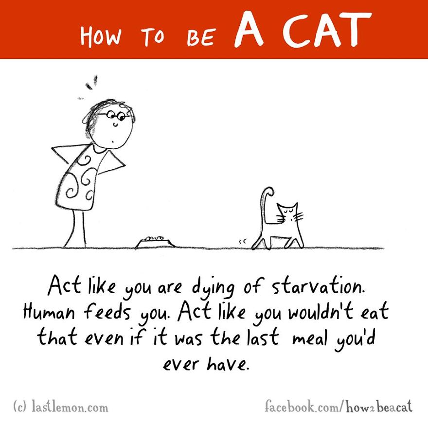 How To Be A Cat (97 pics) How To Be A Cat (97 pics)