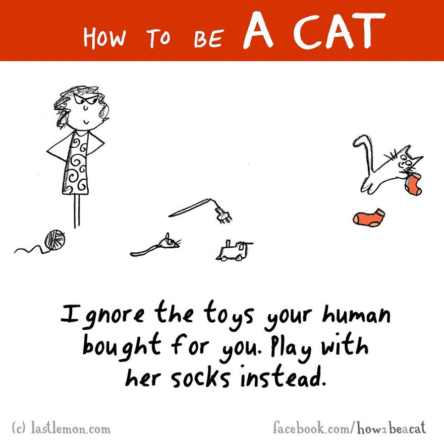 How To Be A Cat (97 pics) How To Be A Cat (97 pics)