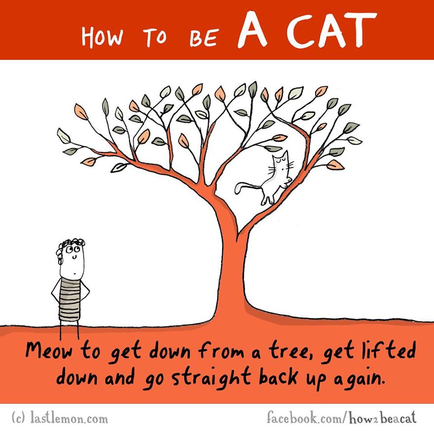 How To Be A Cat (97 pics) How To Be A Cat (97 pics)