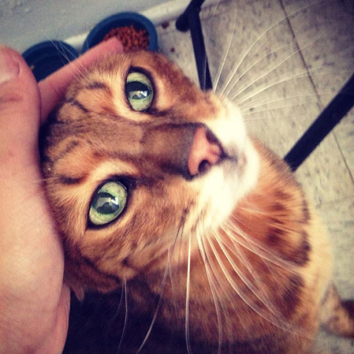 120 Of The Oldest Cats Adopted By People With The Biggest Hearts 120 Of The Oldest Cats Adopted By People With The Biggest Hearts