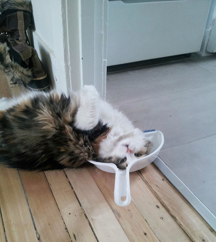 120 Of The Oldest Cats Adopted By People With The Biggest Hearts 120 Of The Oldest Cats Adopted By People With The Biggest Hearts