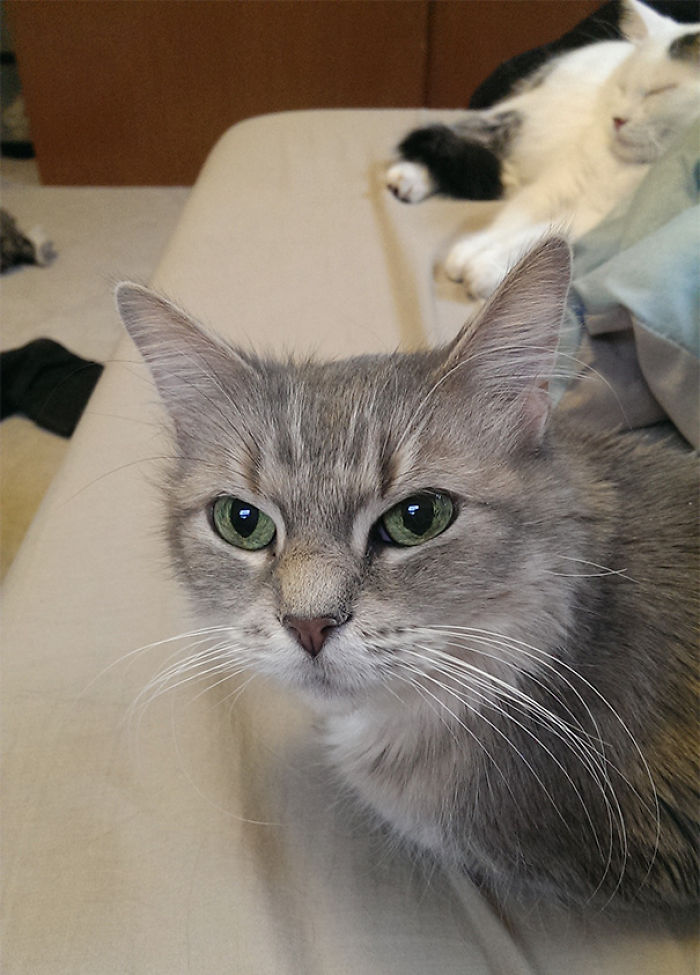 120 Of The Oldest Cats Adopted By People With The Biggest Hearts 120 Of The Oldest Cats Adopted By People With The Biggest Hearts