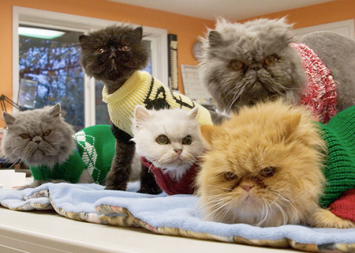 120 Of The Oldest Cats Adopted By People With The Biggest Hearts 120 Of The Oldest Cats Adopted By People With The Biggest Hearts