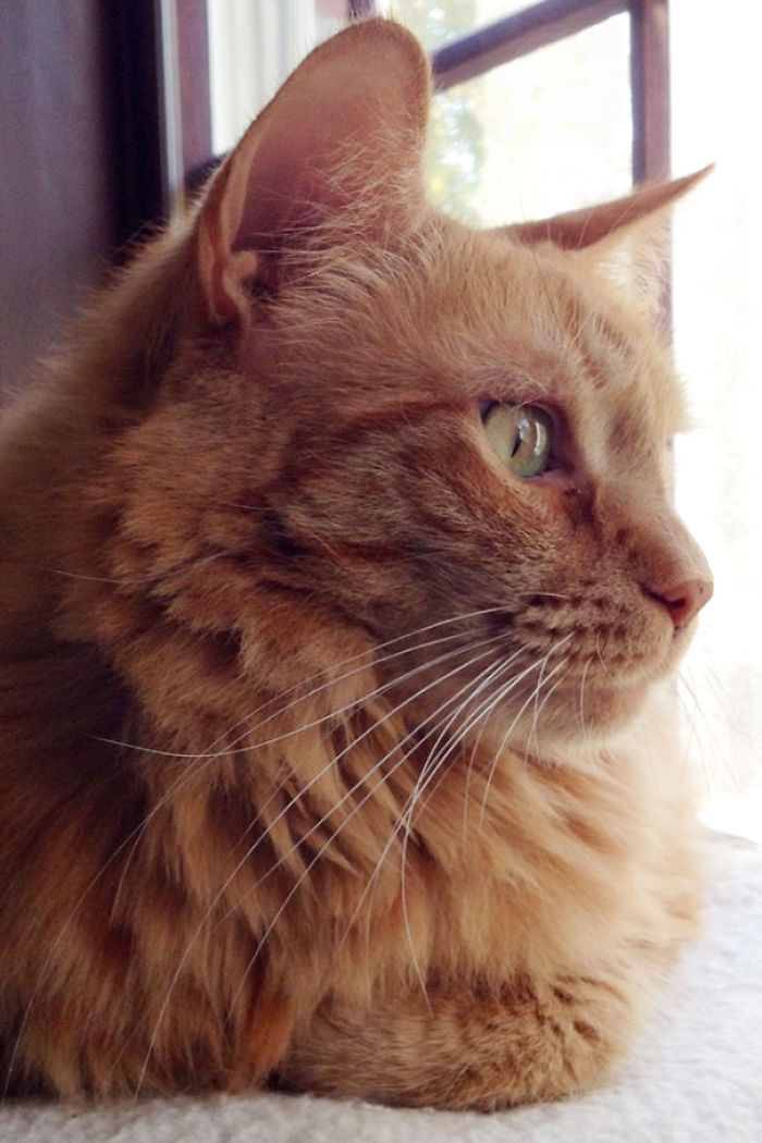 120 Of The Oldest Cats Adopted By People With The Biggest Hearts 120 Of The Oldest Cats Adopted By People With The Biggest Hearts