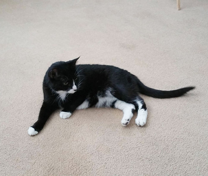 120 Of The Oldest Cats Adopted By People With The Biggest Hearts 120 Of The Oldest Cats Adopted By People With The Biggest Hearts