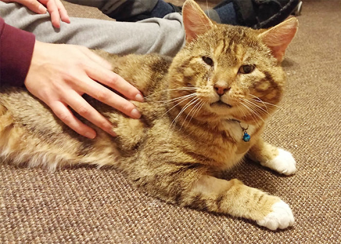 120 Of The Oldest Cats Adopted By People With The Biggest Hearts 120 Of The Oldest Cats Adopted By People With The Biggest Hearts