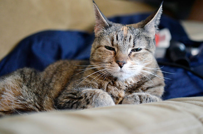 120 Of The Oldest Cats Adopted By People With The Biggest Hearts 120 Of The Oldest Cats Adopted By People With The Biggest Hearts