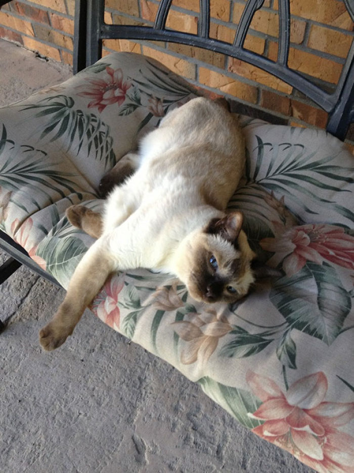 120 Of The Oldest Cats Adopted By People With The Biggest Hearts 120 Of The Oldest Cats Adopted By People With The Biggest Hearts