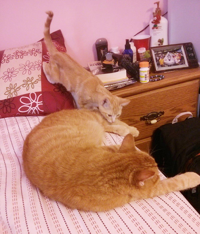 120 Of The Oldest Cats Adopted By People With The Biggest Hearts 120 Of The Oldest Cats Adopted By People With The Biggest Hearts