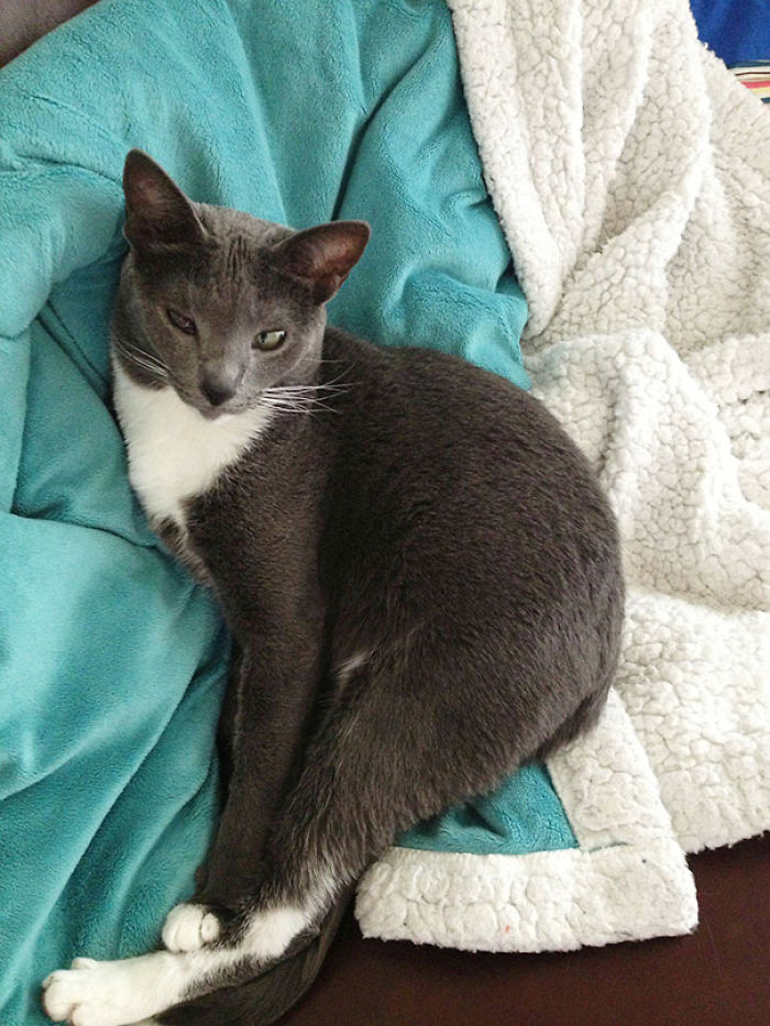 120 Of The Oldest Cats Adopted By People With The Biggest Hearts 120 Of The Oldest Cats Adopted By People With The Biggest Hearts