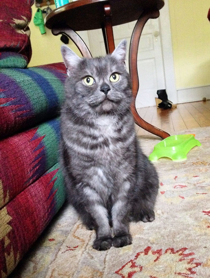 120 Of The Oldest Cats Adopted By People With The Biggest Hearts 120 Of The Oldest Cats Adopted By People With The Biggest Hearts