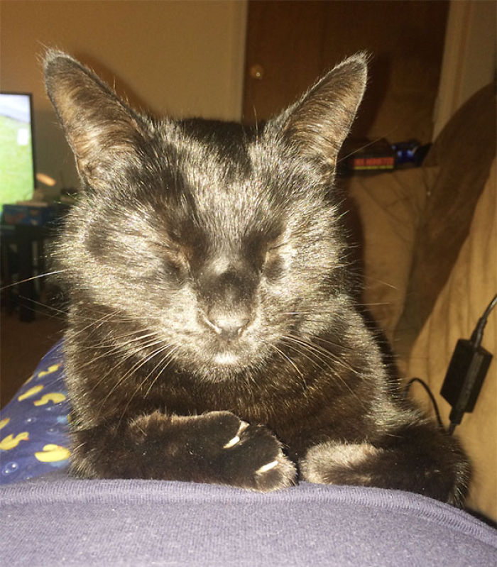 120 Of The Oldest Cats Adopted By People With The Biggest Hearts 120 Of The Oldest Cats Adopted By People With The Biggest Hearts