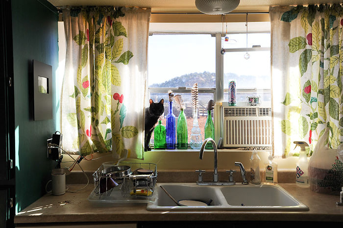 120 Of The Oldest Cats Adopted By People With The Biggest Hearts 120 Of The Oldest Cats Adopted By People With The Biggest Hearts